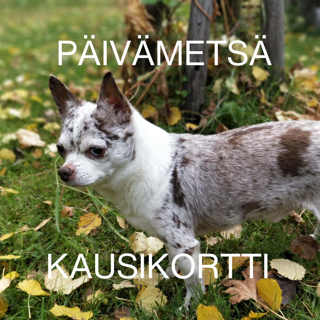 Koirametsän kausikortti (Päivämetsä - koirien kanssa)